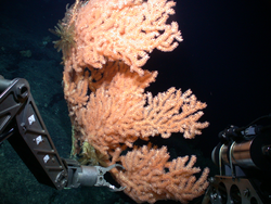 Sampling a cold water coral during Alvin dive 3901.
