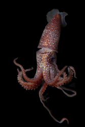 Strawberry squid, (Histioteuthis reversa).