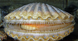 Adult bay scallop full frontal view.