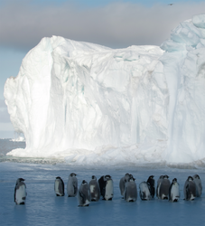 A colony of Emperor penguins on the ice.