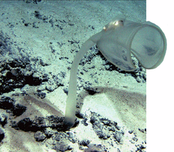 A translucent sea squirt that feeds on prey much like a Venus flytrap.