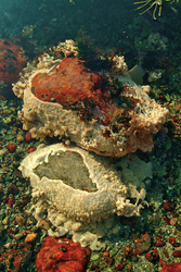 Sea squirts covering rocks.