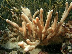 Sea squirts covering rocks and vegetation.