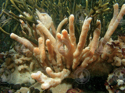 Sea squirts covering rocks and vegetation.