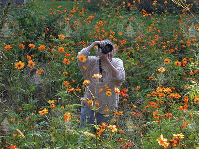 Celeste Fowler taking photos of Monarch butterflies in a field of cosmos.