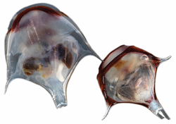 Pteropod (Diacria trispinosa) Silo