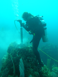 Diver underwater coring a coral in Honduras.