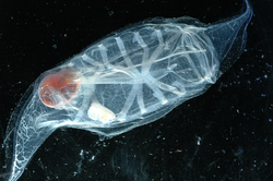 Salpa thompsoni carrying a white embryo.