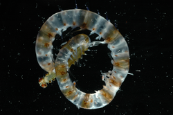 A swimming alciopid worm.