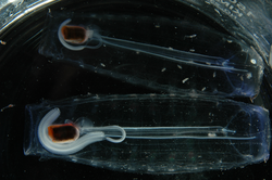 Two swimming salps.