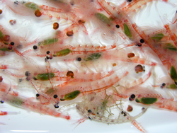 Antarctic krill (Euphasia superba)