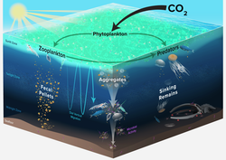 Ocean food web processes that drive carbon cycle.