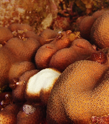 Large, white lesion on a boulder star coral colony.