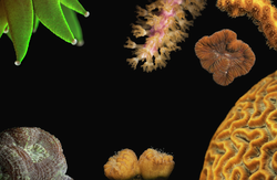 Seven types of coral polyps in a full spread page layout.