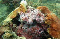 Microbial mat on sponge coral