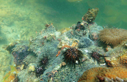 Urchins on coral