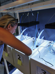 Maggie Johnson tending to coral samples in lab tanks at MarineGEO.