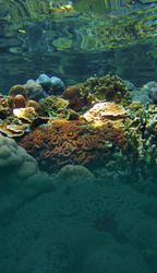 "Super Reef" on Off Rocks Islands in Palau.