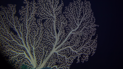 Paragorgia arborea coral, AKA Bubblegum coral.