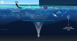 Illustration depicting the ocean's Biological Carbon Pump.