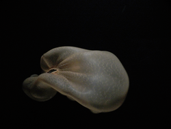 Jellyfish Deepstaria
