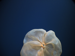 Jellyfish Deepstaria