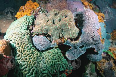 Coral community in Palau's Rick Islands Southern Lagoon.