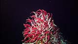 Riftia tube worms (Riftia pachyptila) at Gyamas Basin hydrothermal vent.