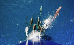 A group of Common bottlenose dolphins (Tursiops truncatus) riding bow wave.