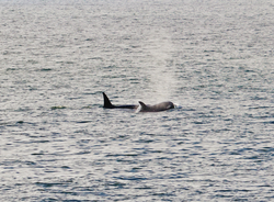 A pair of orcas spotted off a research vessel.