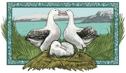 A pair of albatross with their chick in a nest.