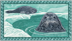 A pair of Wedell seals on the ice and in the water.