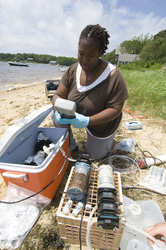 DeAnne McCadney collecting groundwater samples at Waquoit Bay.