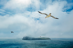 A black-browed albatross soaring through near New Island, Falkland Islands.
