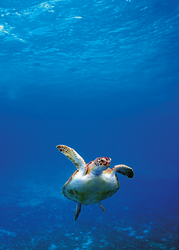 Green sea turtle swimming near the cruise ship pier in Frederiksted, St. Croix.