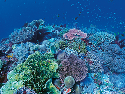 Corals and small fish at a reef near Apo Island, Dauin, Philippines
