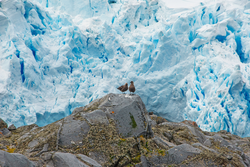 Brown skuas perched on a rock at Biscoe Point on Anvers Island, off Antarctica.