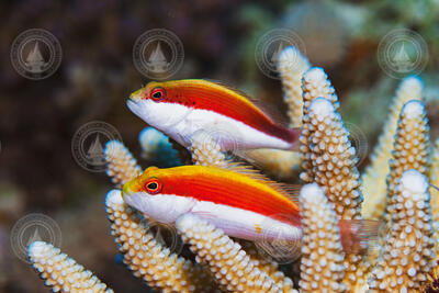 Two freckled hawkfish (Paracirrhites forsteri) among coral in the Red Sea.