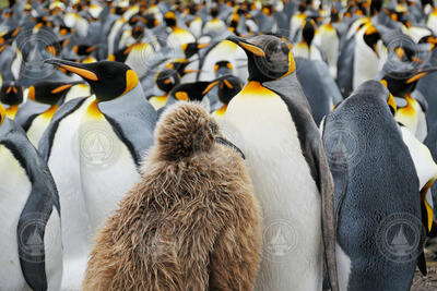 King penguin adults and chicks in the Falkand Islands.