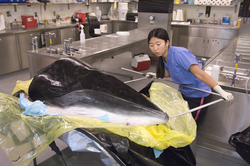SSF Maya Yamato measures whale head in Darlene Ketten's lab.