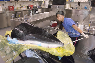 SSF Maya Yamato measures whale head in Darlene Ketten's lab.