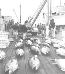 Frank Mather and Dick Backus with tuna on the WHOI dock from the R/V Crawford
