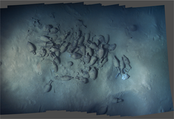 Photomosaic of sea bottom amphorae.