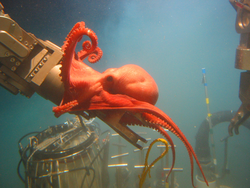 Red octopus clinging to Alvin manipulator arm.