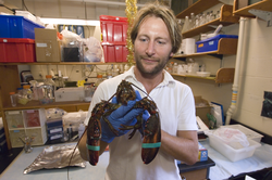 Tim Verslycke works on a lobster in the lab.