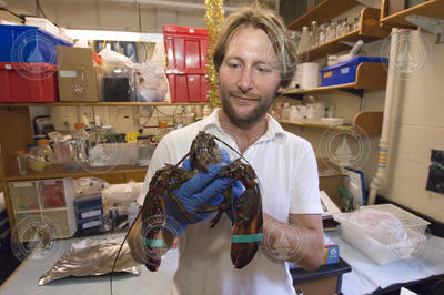 Tim Verslycke works on a lobster in the lab.