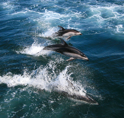 Three white-sided dolphins swimming.
