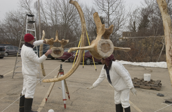 Michael Moore and Regina Campbell-Malone positioning right whale bones.