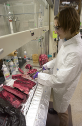 Emma Teuten processing whale blubber samples.