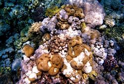 Undersea coral reef image from Red Sea.